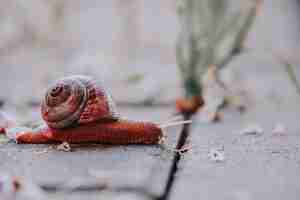 Free photo closeup of a brown snail on the ground