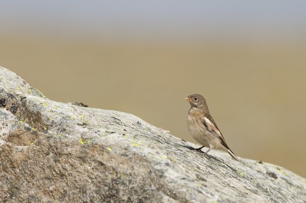 Closeup of a brown snow bunting on the rock in the Dovrefjell–Sunndalsfjella National Park, Norway