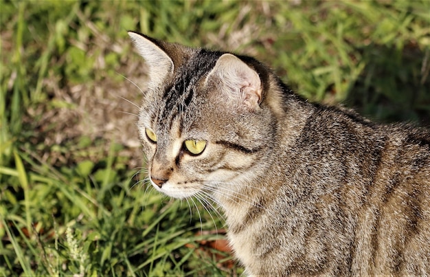 흐린 배경으로 낮 햇빛 아래 필드에 갈색 줄무늬 고양이의 근접 촬영