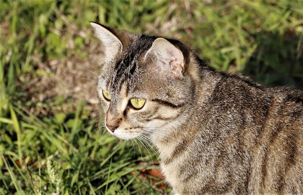 흐린 배경으로 낮 햇빛 아래 필드에 갈색 줄무늬 고양이의 근접 촬영