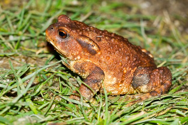 푸른 잔디에 Bufo spinosus 두꺼비의 근접 촬영