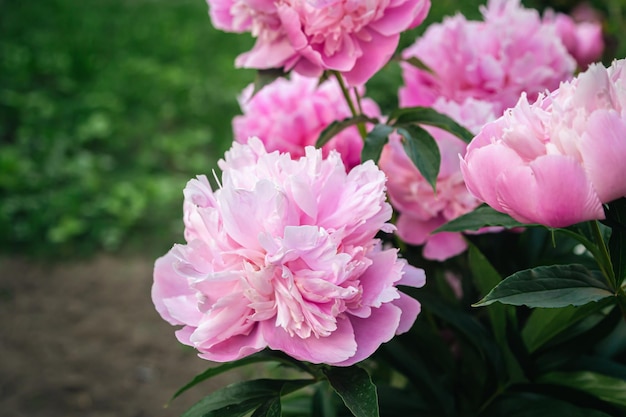 Primo piano di un cespuglio con fiori di peonie rosa in fiore tra le foglie