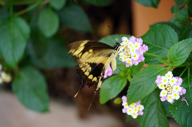 Крупным планом бабочка на красивом цветке в саду