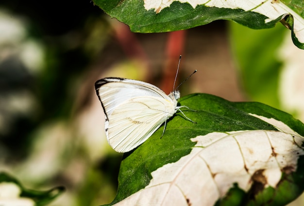 자연 속에서 나비의 근접 촬영