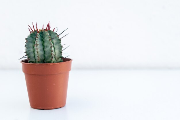 Closeup of a cactus in a brown flowerbox captured on a white