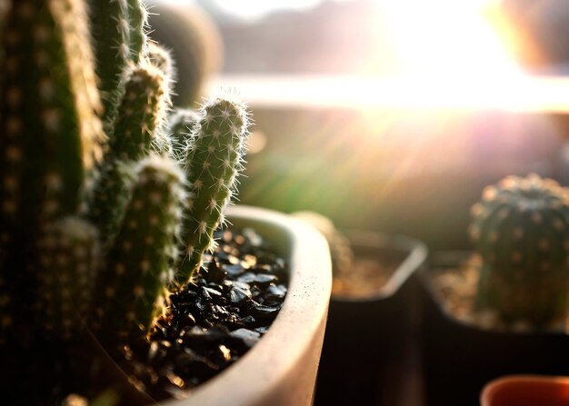 Closeup of cactus houseplants