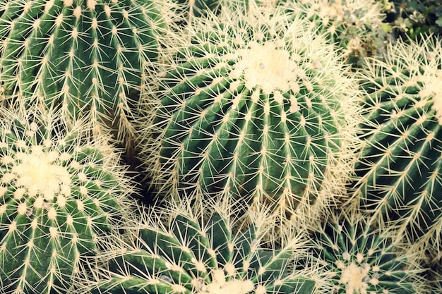 Closeup of Cactus Plants