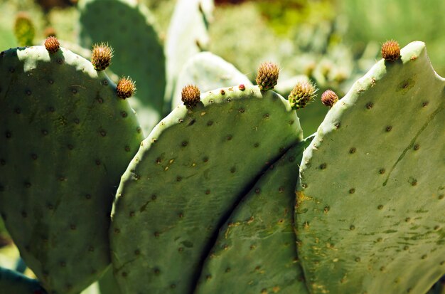 Closeup of cactus under the sunlight