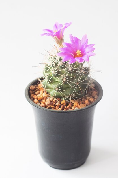 Closeup of cactus with pink flowers in pot