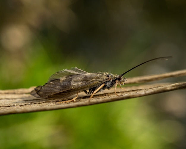Closeup of a caddisfly on a branch in a garden
