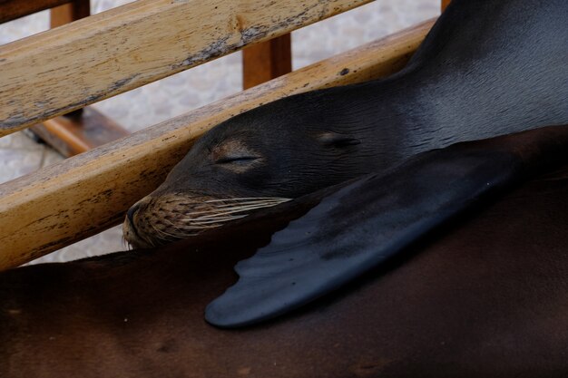 닫힌 된 눈으로 벤치에 누워 캘리포니아 바다 사자의 근접 촬영