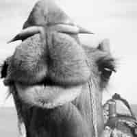 Free photo closeup of camel grayscale