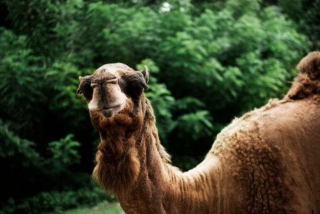 Foto gratuita primo piano del cammello allo zoo