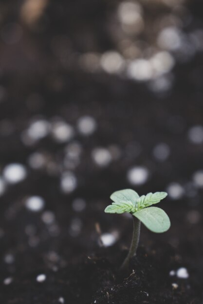 Closeup of a cannabis seedling