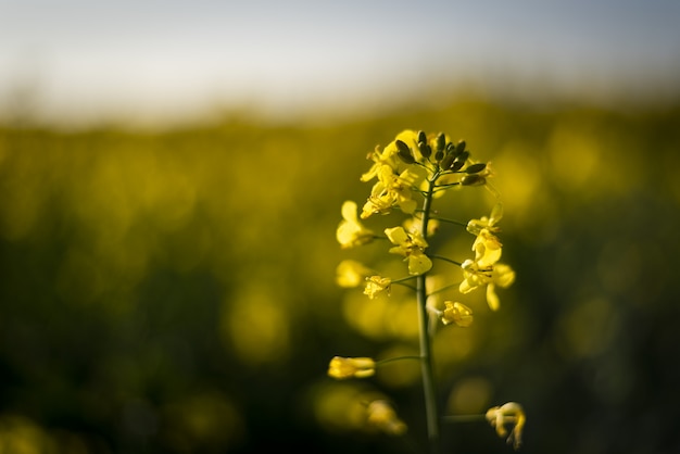 Closeup of a Canola surrounded by greenery in a field under sunlight with a blurry