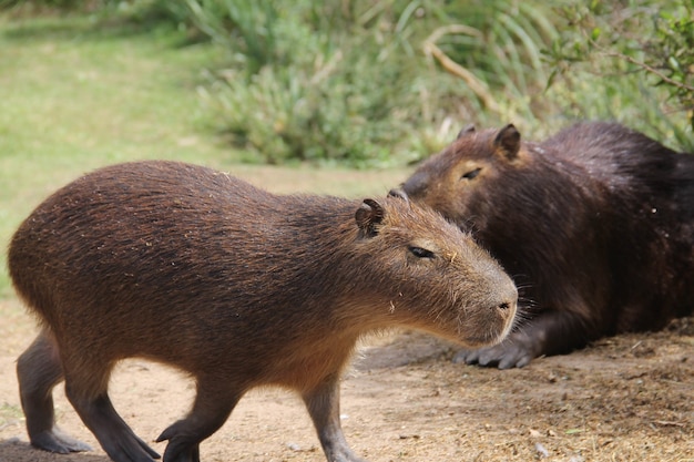 Free photo closeup of capybaras in a field covered in greenery under the sunlight at daytime