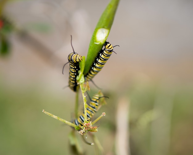 Closeup of caterpillars on leaves in a field under the sunlight with a blurry background