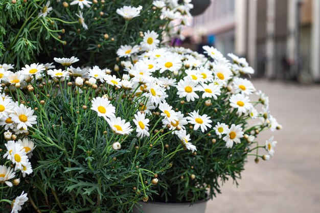 Closeup chamomile daisies on a blurred background