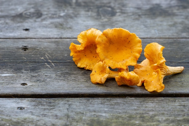 Closeup of chanterelle mushrooms on a wooden surface