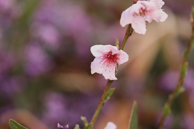 背景がぼやけて庭で日光の下で桜のクローズアップ