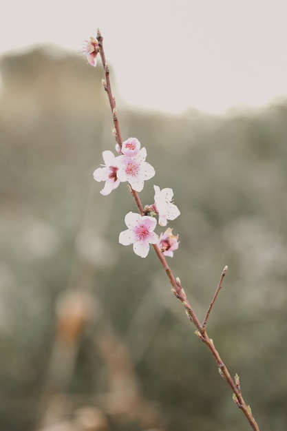 Closeup of cherry blossom under sunlight in a garden