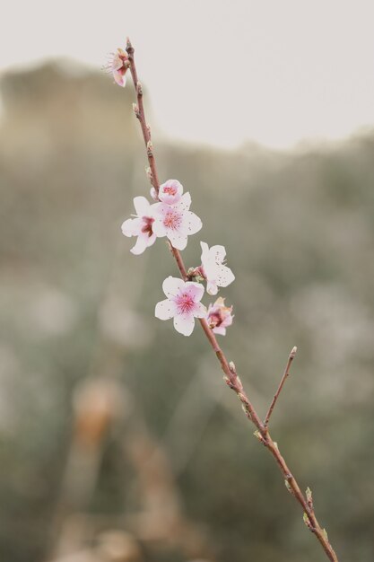 庭で日光の下で桜のクローズアップ