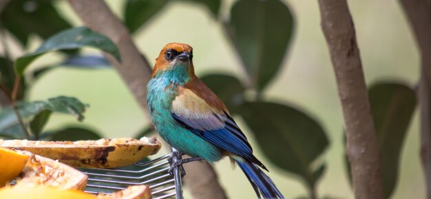 Closeup of a chestnut-backed tanager bird standing on a cooling rack