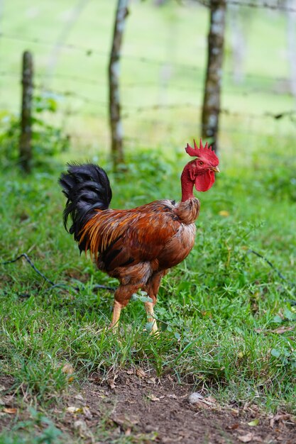 Closeup of a chicken standing in a grassy field with a blurred background in the Dominican Republic