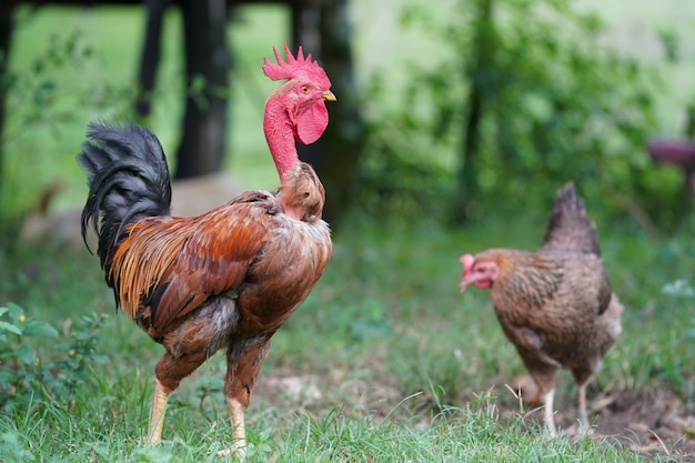 Closeup of a  chicken standing in a grassy field