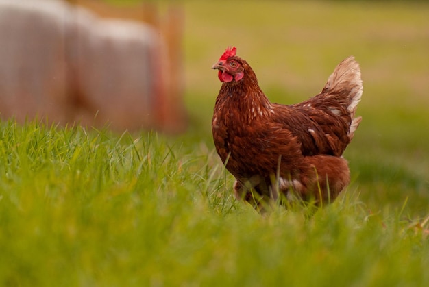 Closeup of a chicken walking in the middle of the field