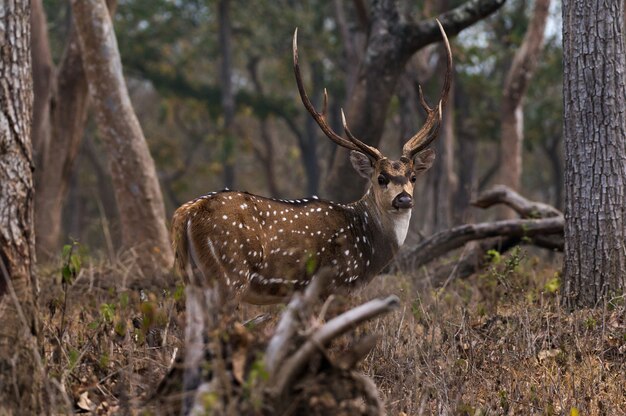 Closeup of Chital in Mudumalai National Park in India