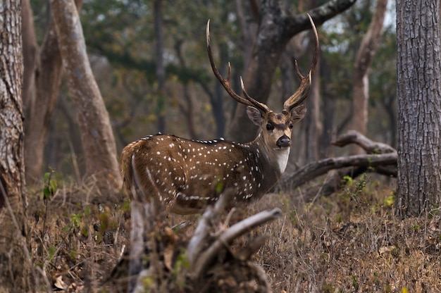 インドのムドゥマライ国立公園のアクシスジカのクローズアップ