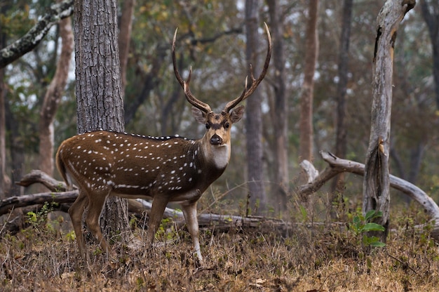 インドのムドゥマライ国立公園のアクシスジカのクローズアップ