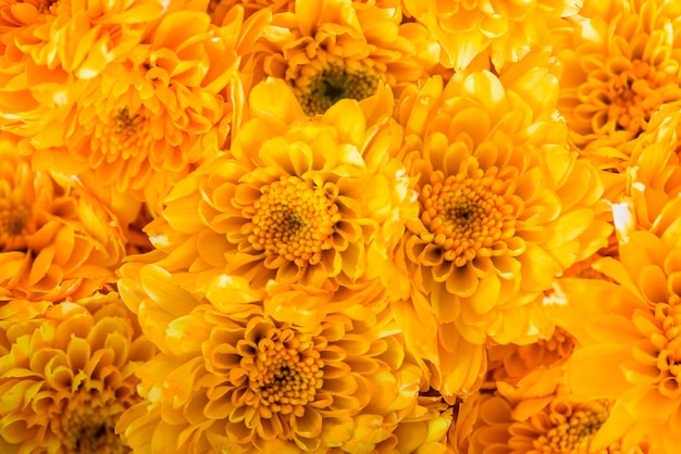 Closeup of chrysanthemum textured background