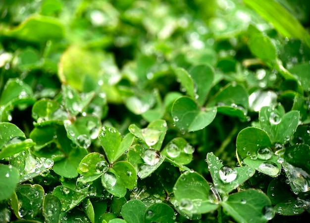 Free photo closeup of clover with water droplets