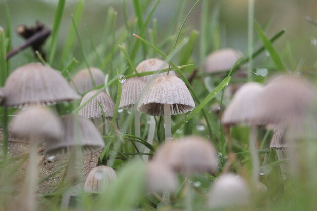 Closeup of a cluster of mushrooms of grassy field