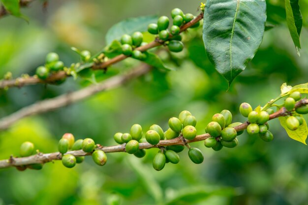 Closeup of coffee beans on tree branches in a field under the sunlight at daytime