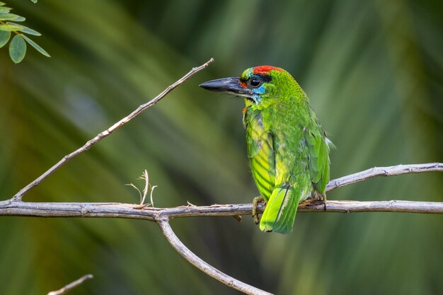 Closeup of colorful bird on branch