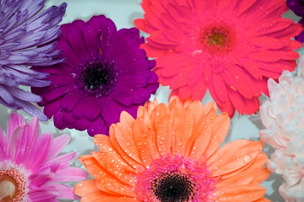 Closeup of colorful flowers floating on water background