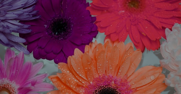 Closeup of colorful flowers floating on water background