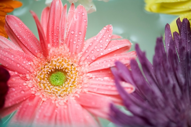 Foto gratuita primo piano dei fiori variopinti che galleggiano sulla priorità bassa dell'acqua