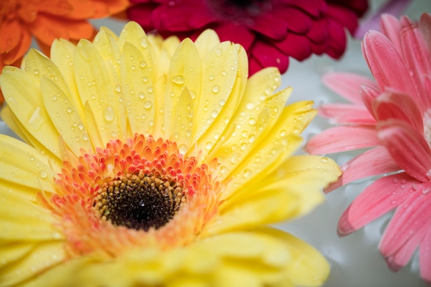 Closeup of colorful flowers floating on water background