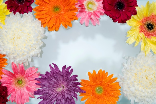 Closeup of colorful flowers floating on water