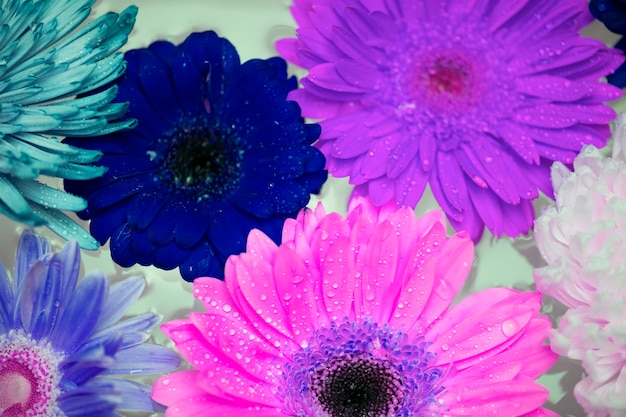 Closeup of colorful flowers in negative filter floating on water