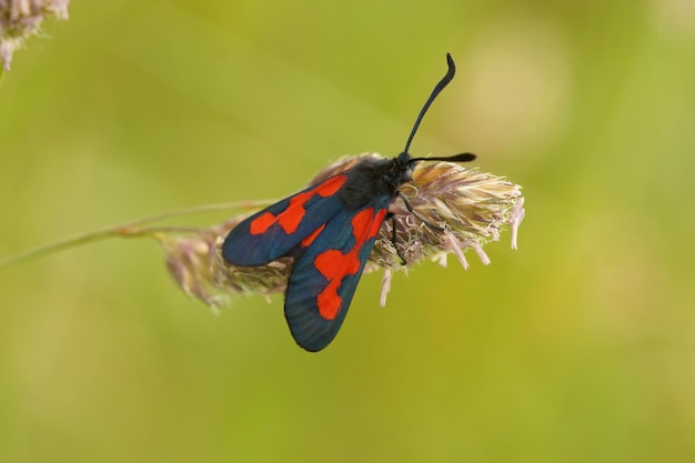 Free photo closeup on a colorful but somewhat abnormal colored five spot bu