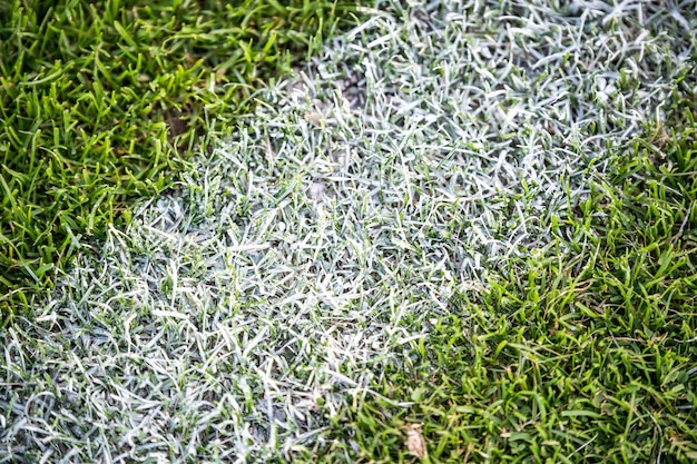 Closeup of a coloured lawn in a field under the sunlight at daytime