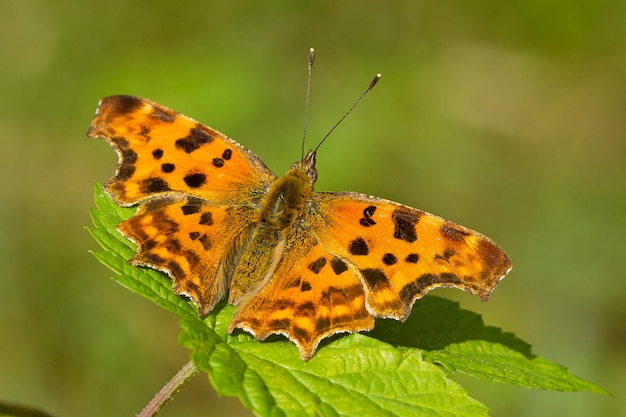 Foto gratuita primo piano di una farfalla di virgole sulla pianta