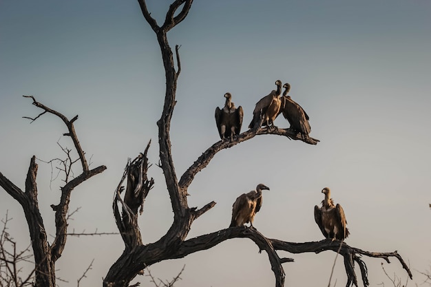 Closeup of a committee or a venue of vultures on dried tree branches in Hoedspruit, South Africa