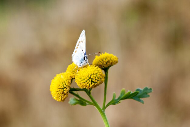 Closeup of a Common blue butterfly on Craspedia under the sunlight