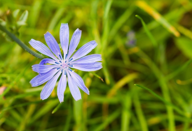 Closeup of common chicory in a garden